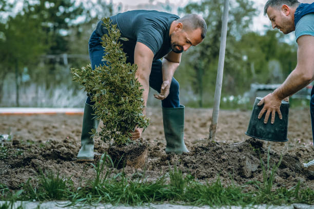 Professional Tree Service in South Riding, VA